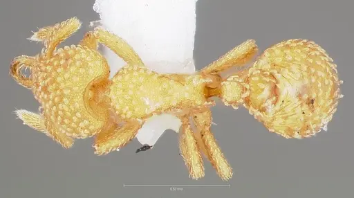 Strumigenys adsita specimen CASENT0005474 image casent0005474_1