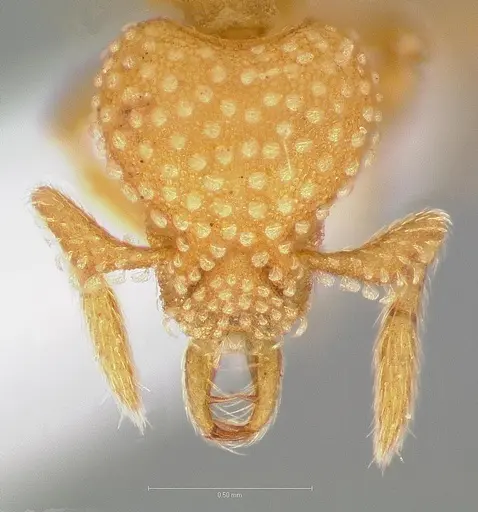 Strumigenys adsita specimen CASENT0005474 image casent0005474_2