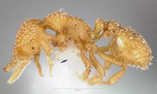 Strumigenys adsita specimen CASENT0005474 image casent0005474_3
