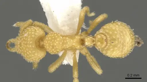 Strumigenys adsita specimen CASENT0900638 image casent0900638_1
