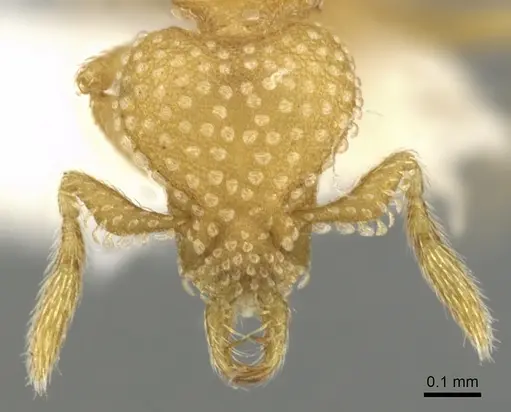 Strumigenys adsita specimen CASENT0900638 image casent0900638_2