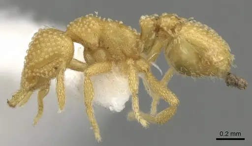 Strumigenys adsita specimen CASENT0900638 image casent0900638_3