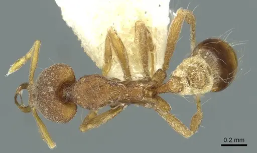 Strumigenys aduncomala specimen CASENT0912867 image casent0912867_1