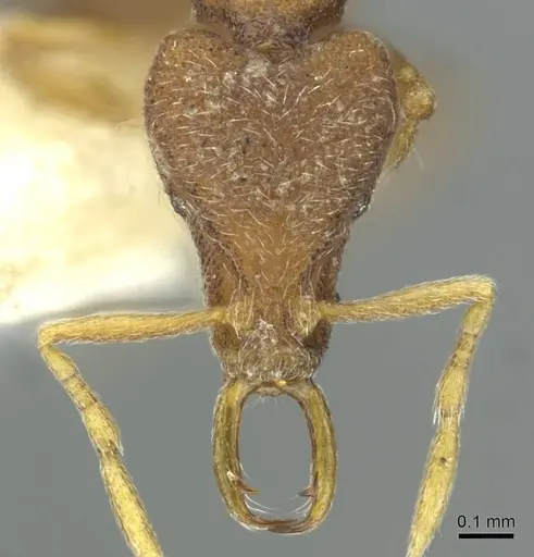 Strumigenys aduncomala specimen CASENT0912867 image casent0912867_2