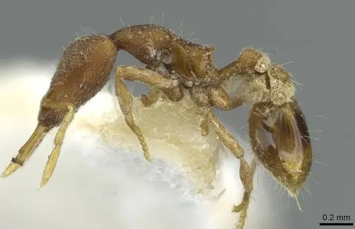 Strumigenys aduncomala specimen CASENT0912867 image casent0912867_3