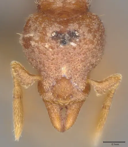 Strumigenys aechme specimen CASENT0725220 image casent0725220_1