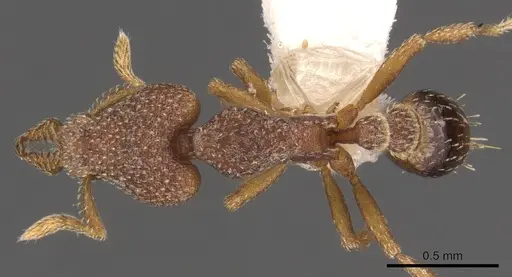 Strumigenys aechme specimen CASENT0900769 image casent0900769_1