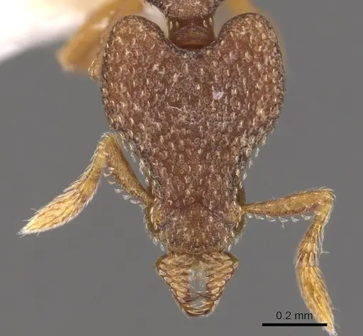 Strumigenys aechme specimen CASENT0900769 image casent0900769_2