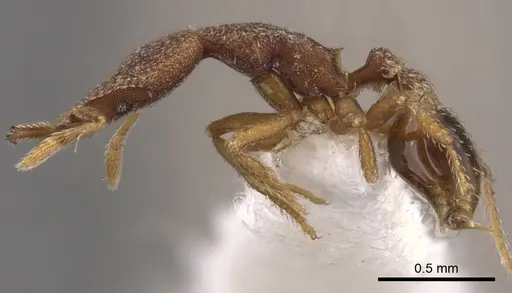 Strumigenys aechme specimen CASENT0900769 image casent0900769_3