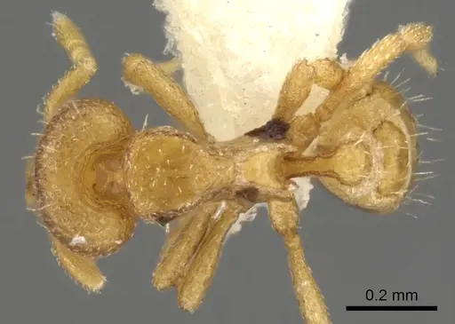 Strumigenys aello specimen CASENT0900140 image casent0900140_1