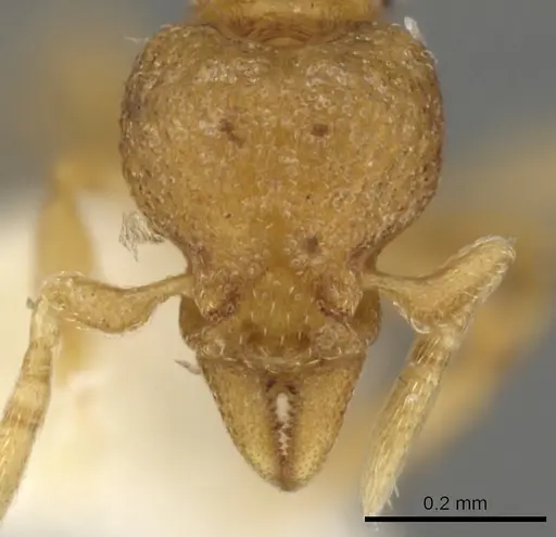 Strumigenys aello specimen CASENT0900140 image casent0900140_2