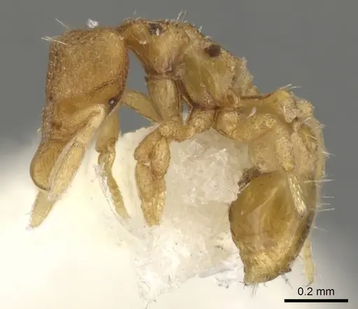 Strumigenys aello specimen CASENT0900140 image casent0900140_3