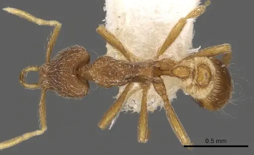 Strumigenys aenigma specimen CASENT0900903 image casent0900903_1