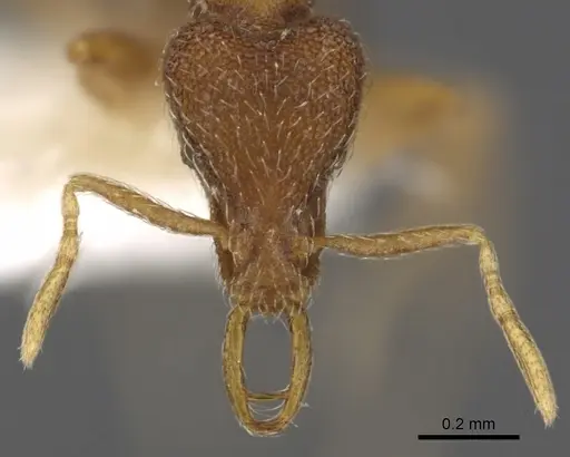 Strumigenys aenigma specimen CASENT0900903 image casent0900903_2