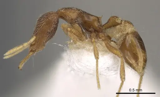 Strumigenys aenigma specimen CASENT0900903 image casent0900903_3