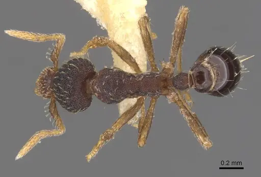 Strumigenys aequinoctialis specimen CASENT0905781 image casent0905781_1
