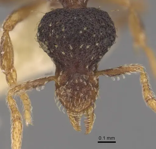Strumigenys aequinoctialis specimen CASENT0905781 image casent0905781_2