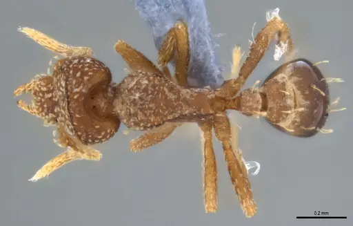 Strumigenys aethegenys specimen ANTWEB1053493 image antweb1053493_1
