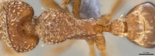 Strumigenys aethegenys specimen ANTWEB1053493 image antweb1053493_2