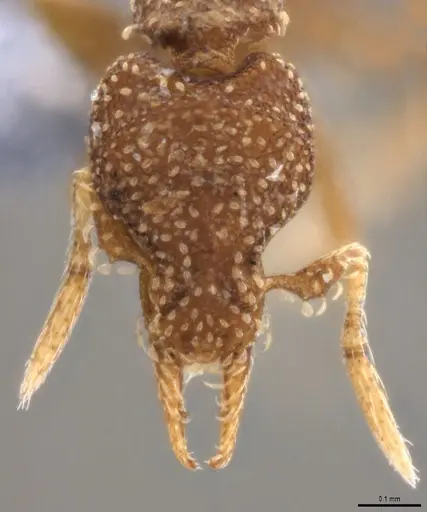 Strumigenys aethegenys specimen ANTWEB1053493 image antweb1053493_3