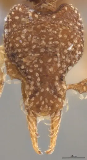 Strumigenys aethegenys specimen ANTWEB1053493 image antweb1053493_4