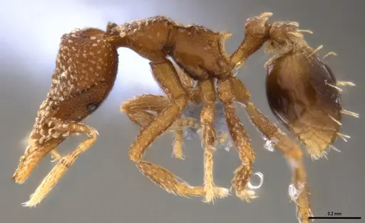 Strumigenys aethegenys specimen ANTWEB1053493 image antweb1053493_5