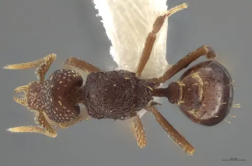 Strumigenys aethegenys specimen CASENT0631529 image casent0631529_1