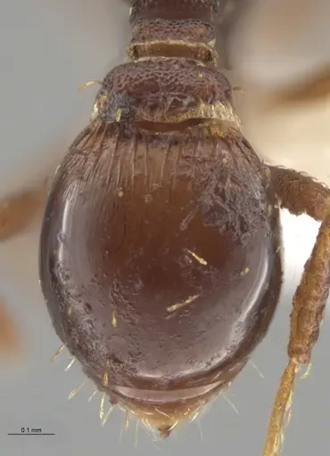 Strumigenys aethegenys specimen CASENT0631529 image casent0631529_2