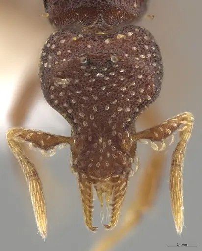 Strumigenys aethegenys specimen CASENT0631529 image casent0631529_3