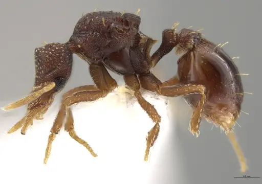Strumigenys aethegenys specimen CASENT0631529 image casent0631529_4