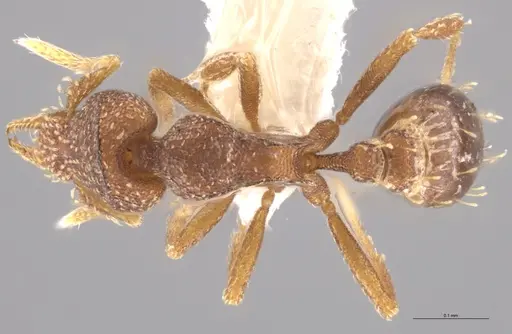 Strumigenys aethegenys specimen CASENT0633120 image casent0633120_1