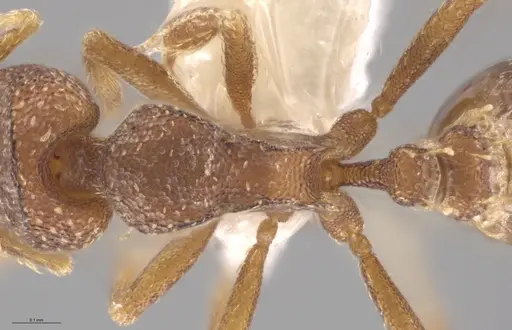 Strumigenys aethegenys specimen CASENT0633120 image casent0633120_2