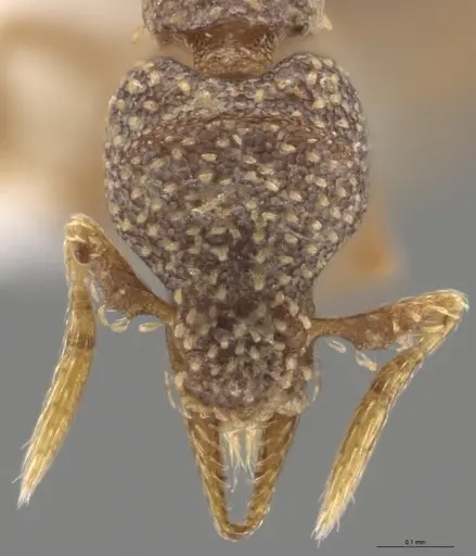 Strumigenys aethegenys specimen CASENT0636042 image casent0636042_3