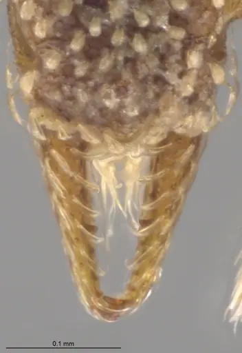 Strumigenys aethegenys specimen CASENT0636042 image casent0636042_4