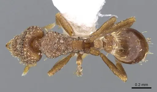 Strumigenys aethegenys specimen CASENT0914677 image casent0914677_1
