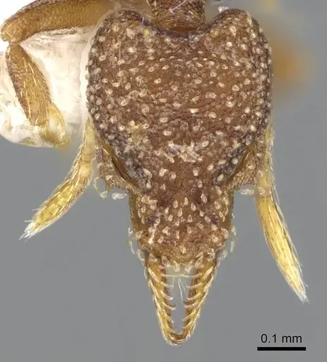 Strumigenys aethegenys specimen CASENT0914677 image casent0914677_2