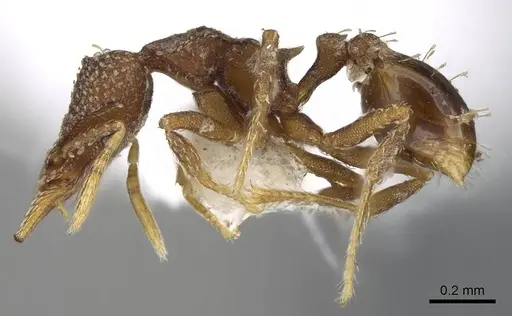 Strumigenys aethegenys specimen CASENT0914677 image casent0914677_3
