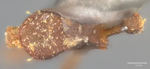 Strumigenys aethegenys specimen CASENT4036111 image casent4036111_1