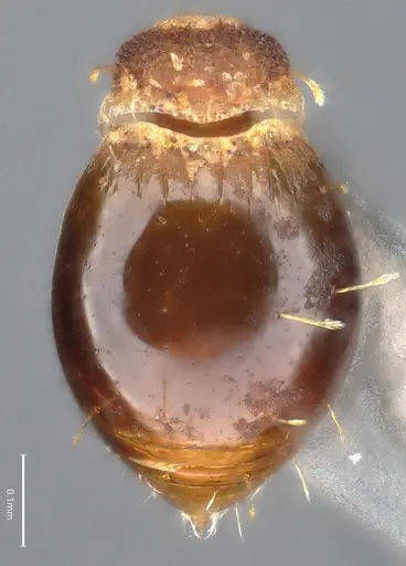 Strumigenys aethegenys specimen CASENT4036111 image casent4036111_2