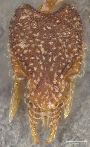 Strumigenys aethegenys specimen CASENT4036111 image casent4036111_3