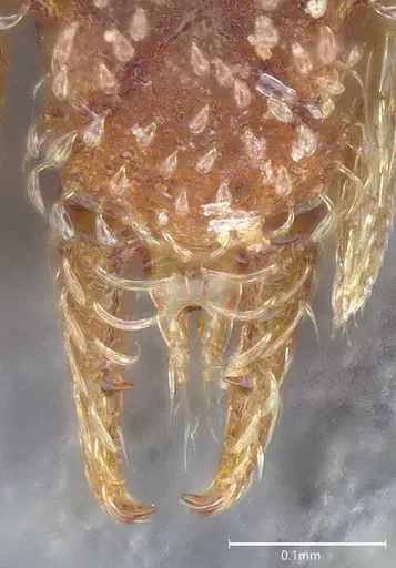 Strumigenys aethegenys specimen CASENT4036111 image casent4036111_4