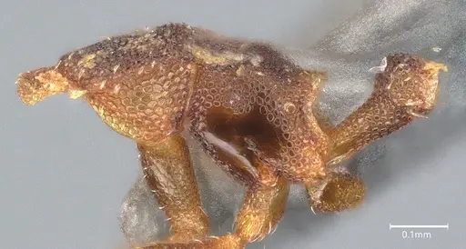 Strumigenys aethegenys specimen CASENT4036111 image casent4036111_5