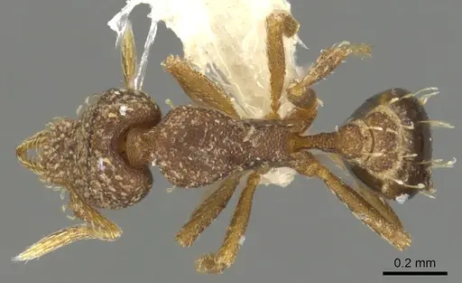Strumigenys aethegenys specimen INBIOCRI001283198 image inbiocri001283198_1