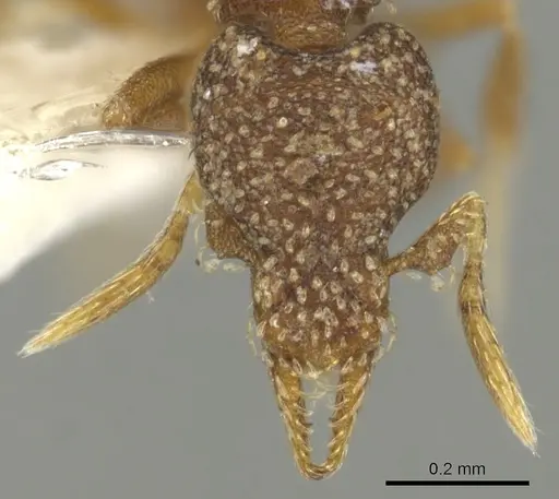 Strumigenys aethegenys specimen INBIOCRI001283198 image inbiocri001283198_2