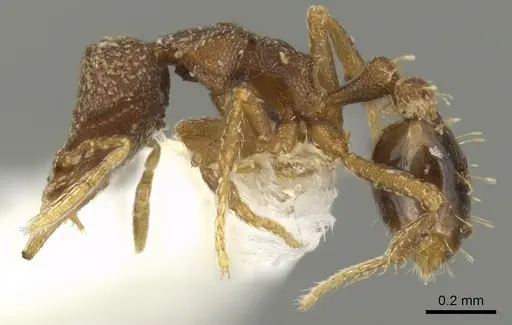 Strumigenys aethegenys specimen INBIOCRI001283198 image inbiocri001283198_3