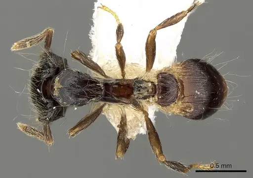 Strumigenys africana specimen CASENT0280697 image casent0280697_1