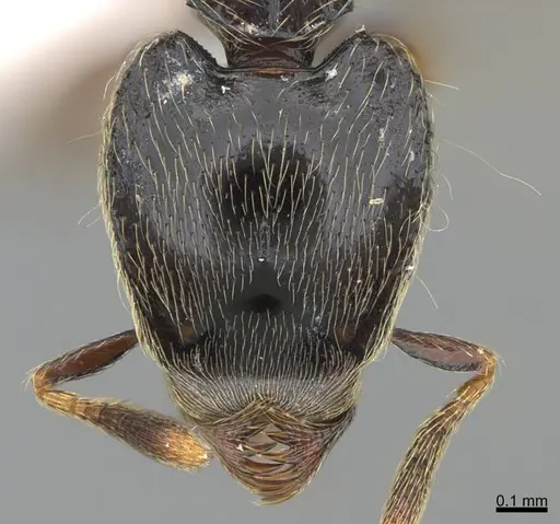 Strumigenys africana specimen CASENT0845094 image casent0845094_2