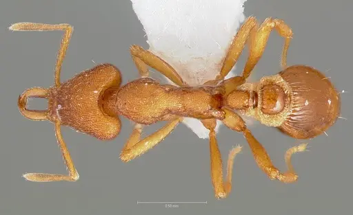Strumigenys agetos specimen CASENT0005475 image casent0005475_1