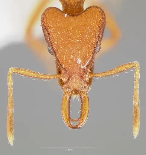 Strumigenys agetos specimen CASENT0005475 image casent0005475_2