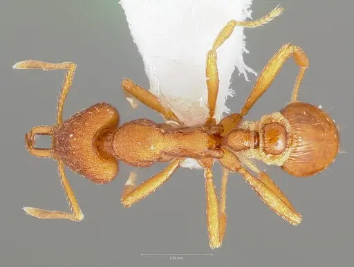 Strumigenys agetos specimen CASENT0005476 image casent0005476_1